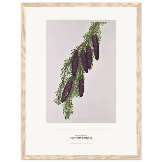 Mountain Hemlock Botanical Art Print - Birch & Banksia