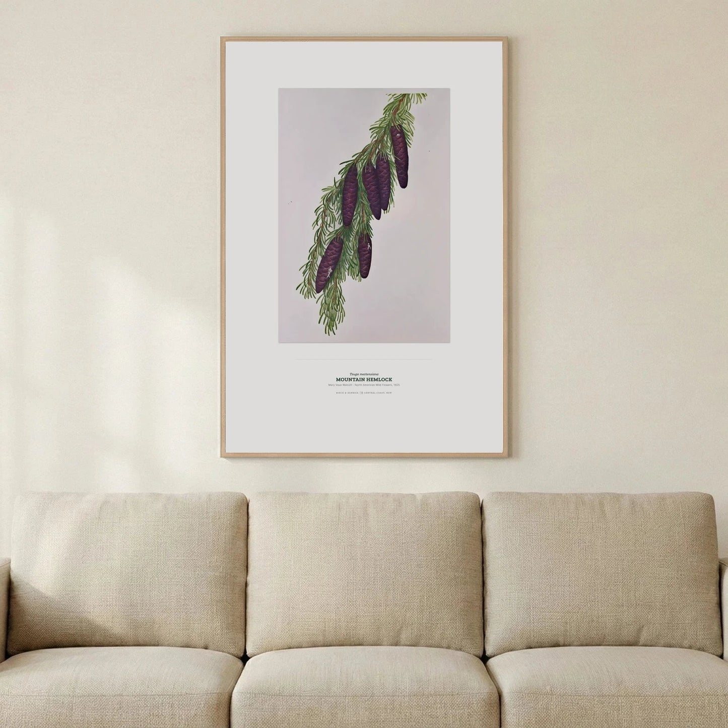 Mountain Hemlock Botanical Art Print - Birch & Banksia