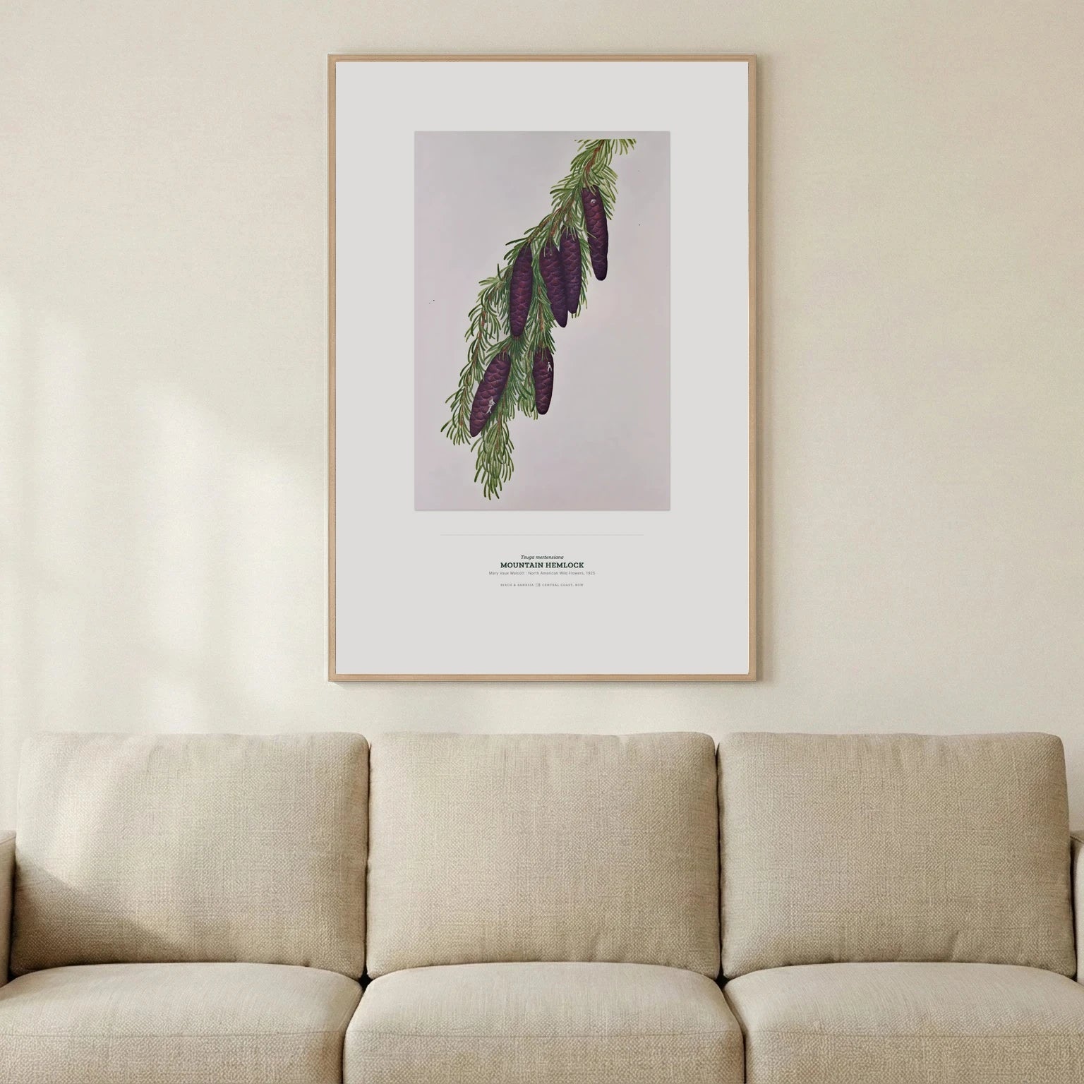 Mountain Hemlock Botanical Art Print - Birch & Banksia