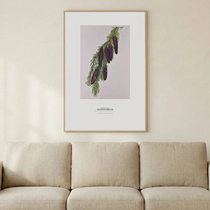 Mountain Hemlock Botanical Art Print - Birch & Banksia