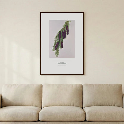Mountain Hemlock Botanical Art Print - Birch & Banksia