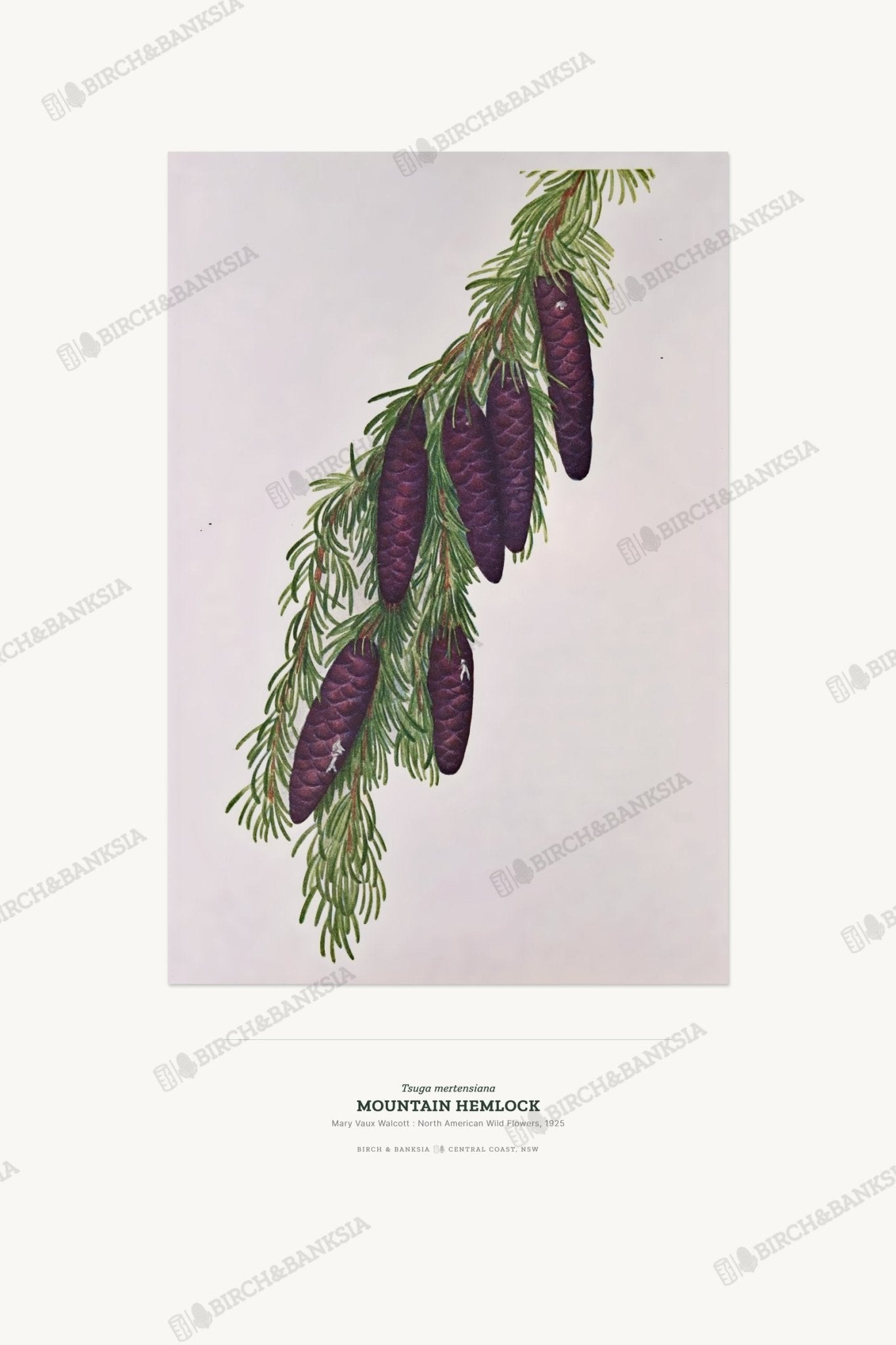 Mountain Hemlock Botanical Art Print - Birch & Banksia