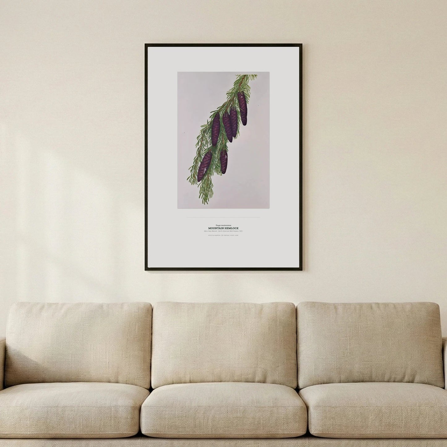 Mountain Hemlock Botanical Art Print - Birch & Banksia