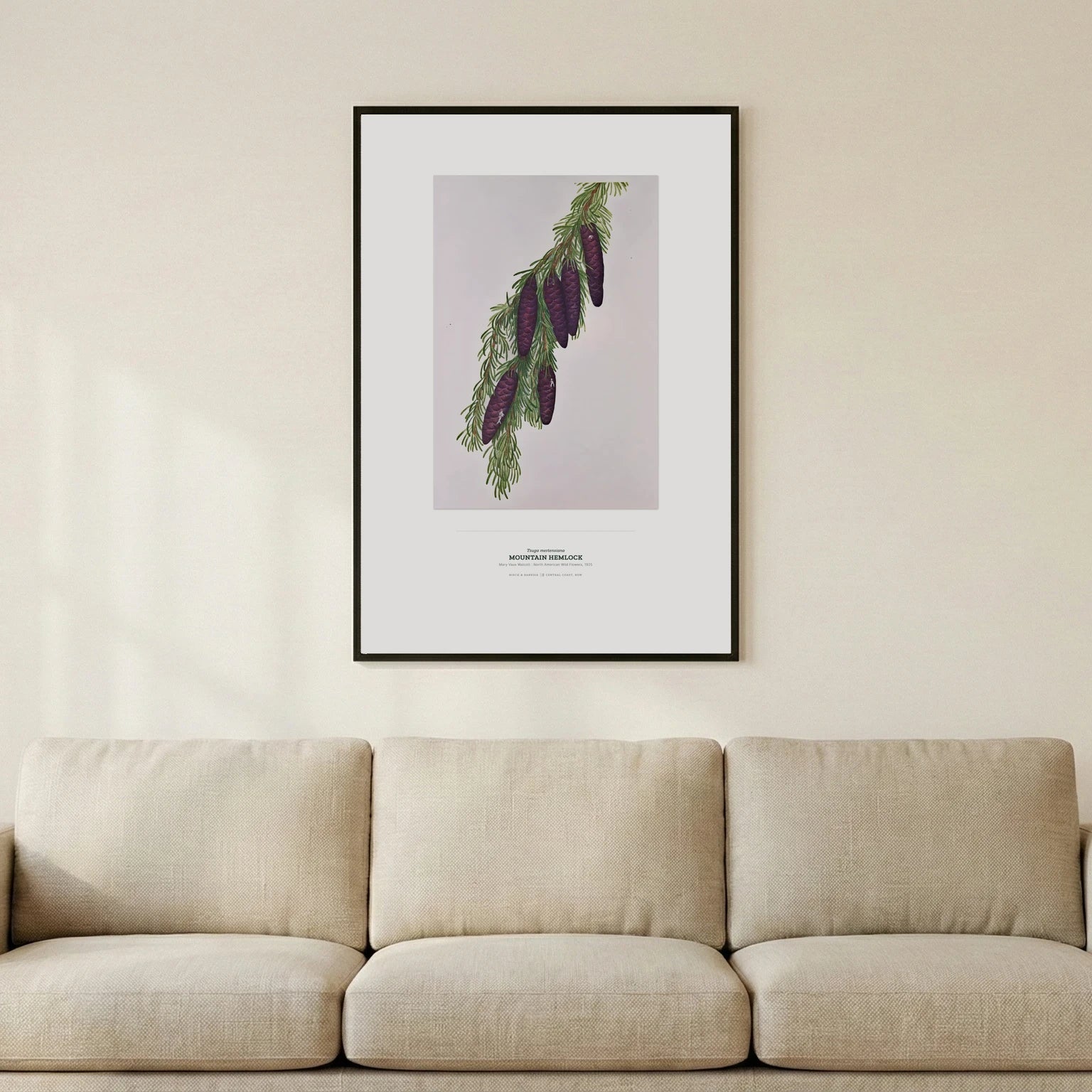 Mountain Hemlock Botanical Art Print - Birch & Banksia