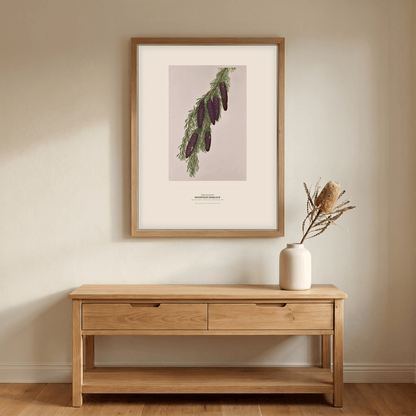 Mountain Hemlock Botanical Art Print - Birch & Banksia