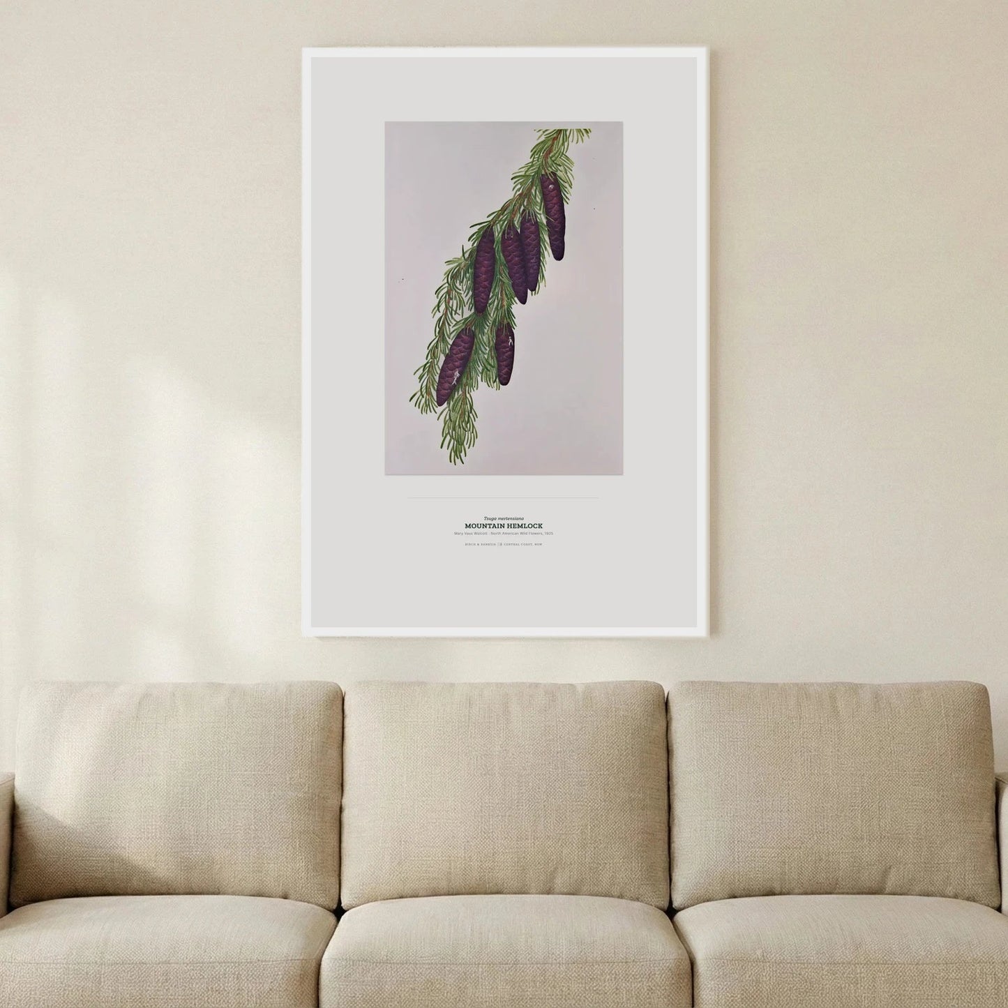 Mountain Hemlock Botanical Art Print - Birch & Banksia