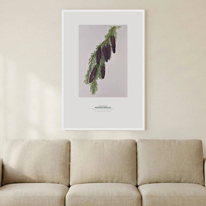 Mountain Hemlock Botanical Art Print - Birch & Banksia