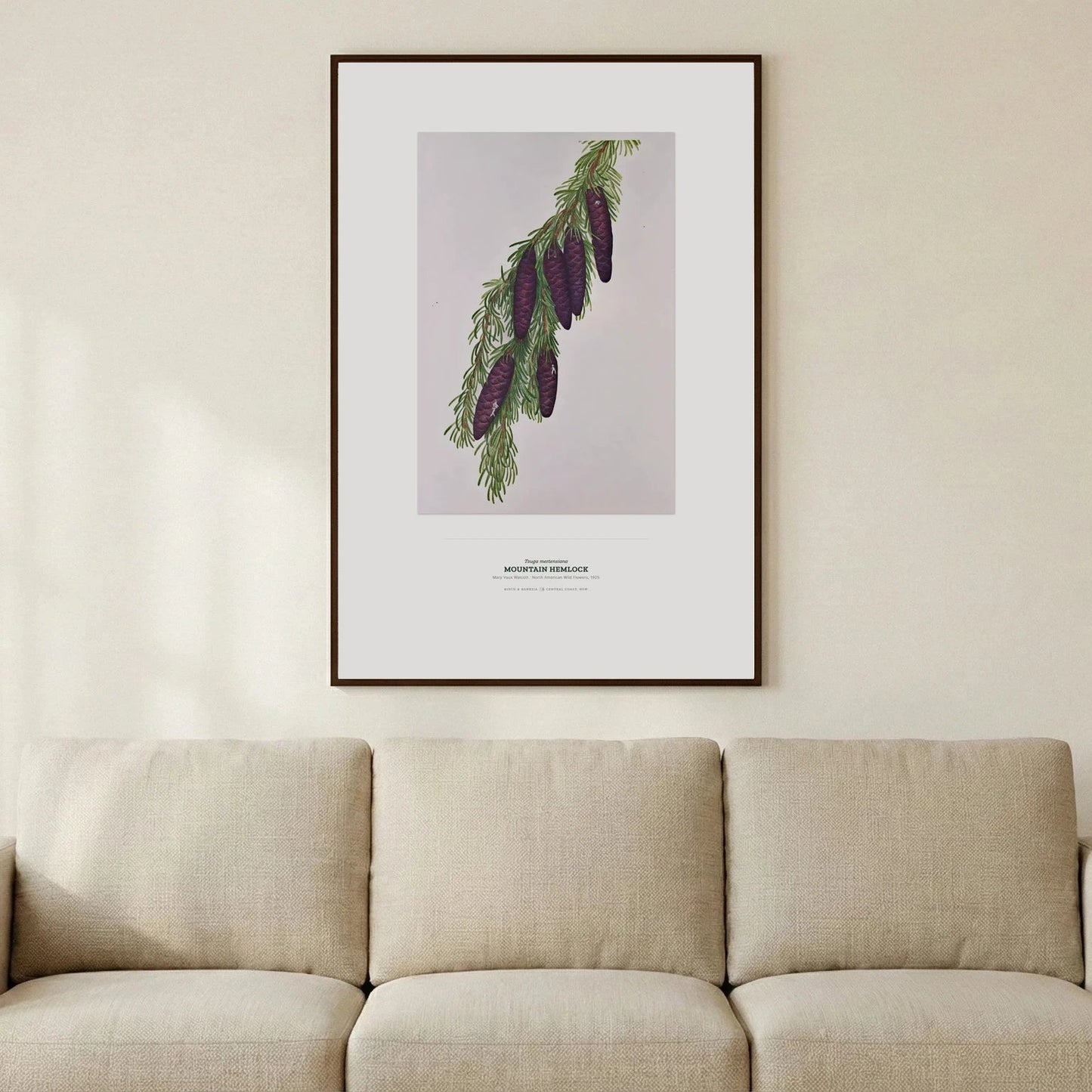 Mountain Hemlock Botanical Art Print - Birch & Banksia
