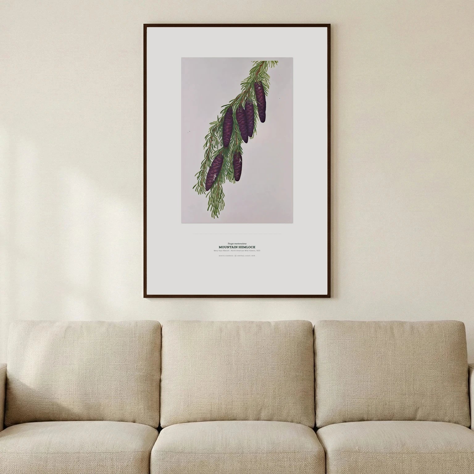 Mountain Hemlock Botanical Art Print - Birch & Banksia