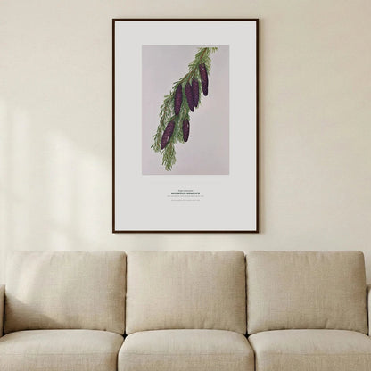 Mountain Hemlock Botanical Art Print - Birch & Banksia