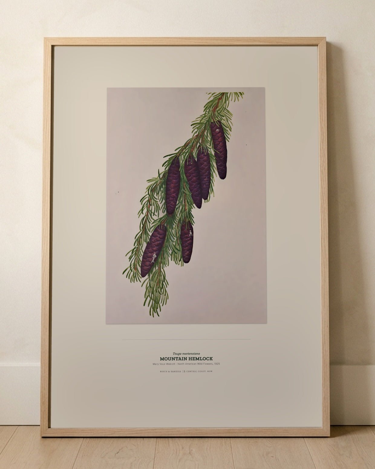 Mountain Hemlock Botanical Art Print - Birch & Banksia