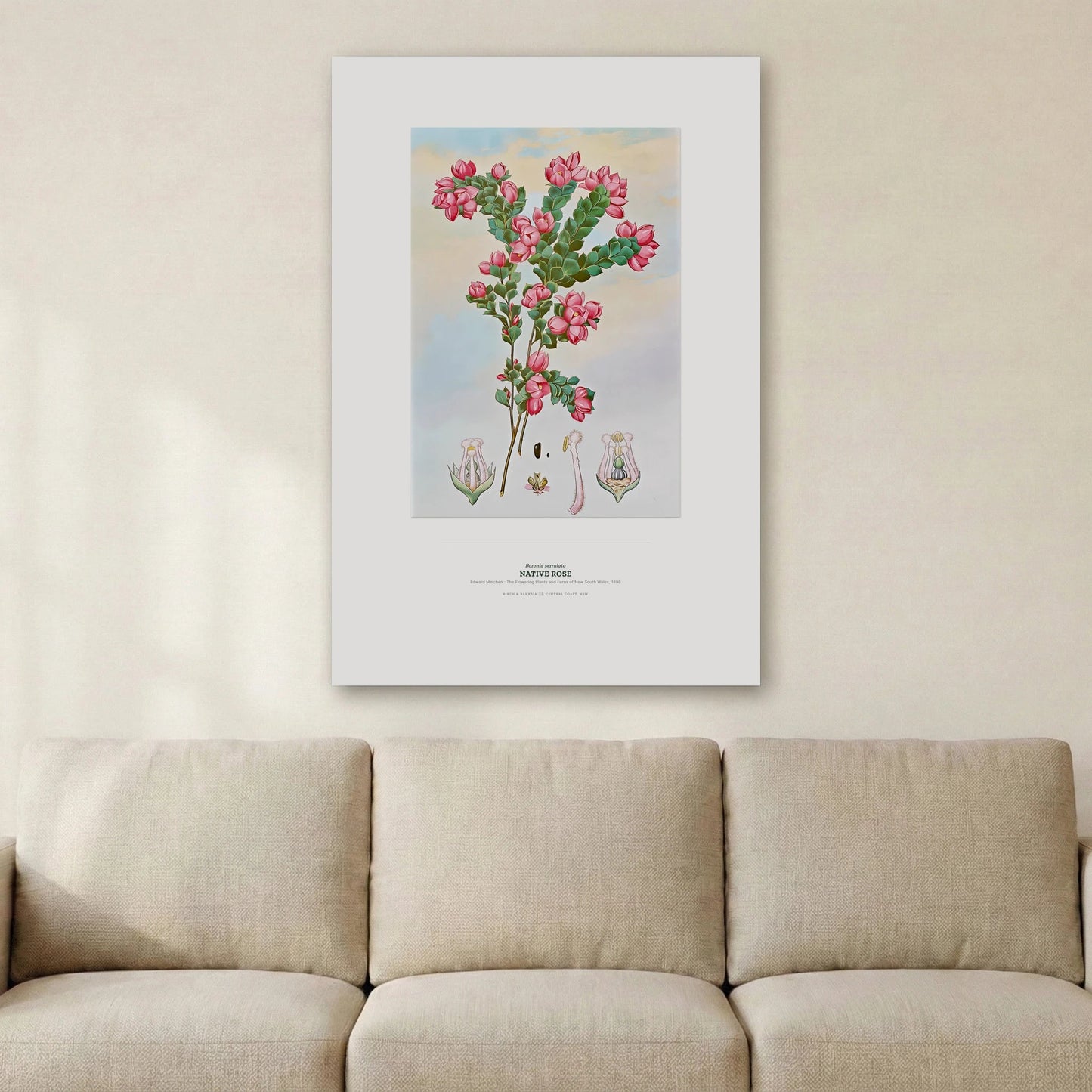 Native Rose Botanical Art Print - Birch & Banksia