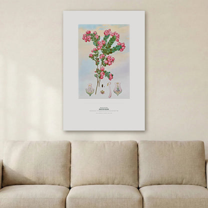 Native Rose Botanical Art Print - Birch & Banksia