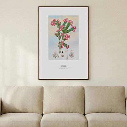 Native Rose Botanical Art Print - Birch & Banksia