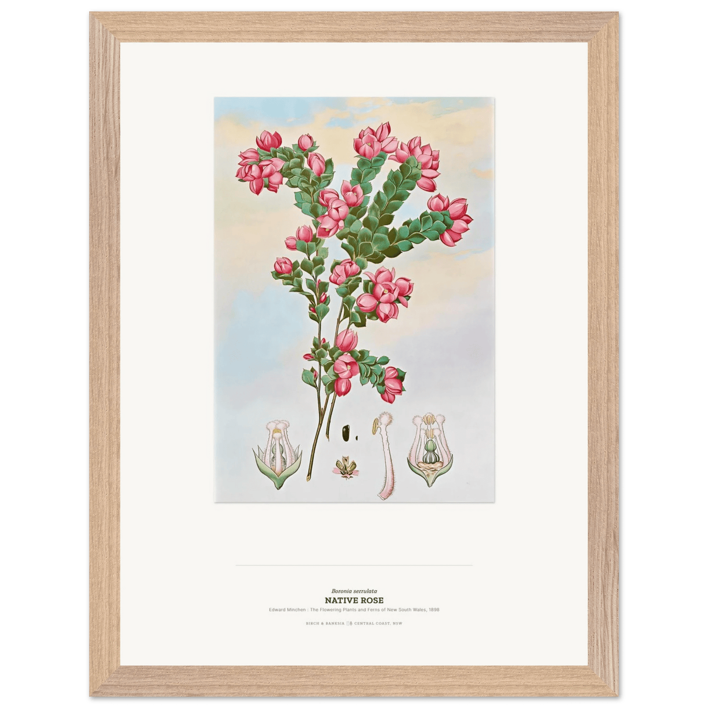 Native Rose Botanical Art Print - Birch & Banksia
