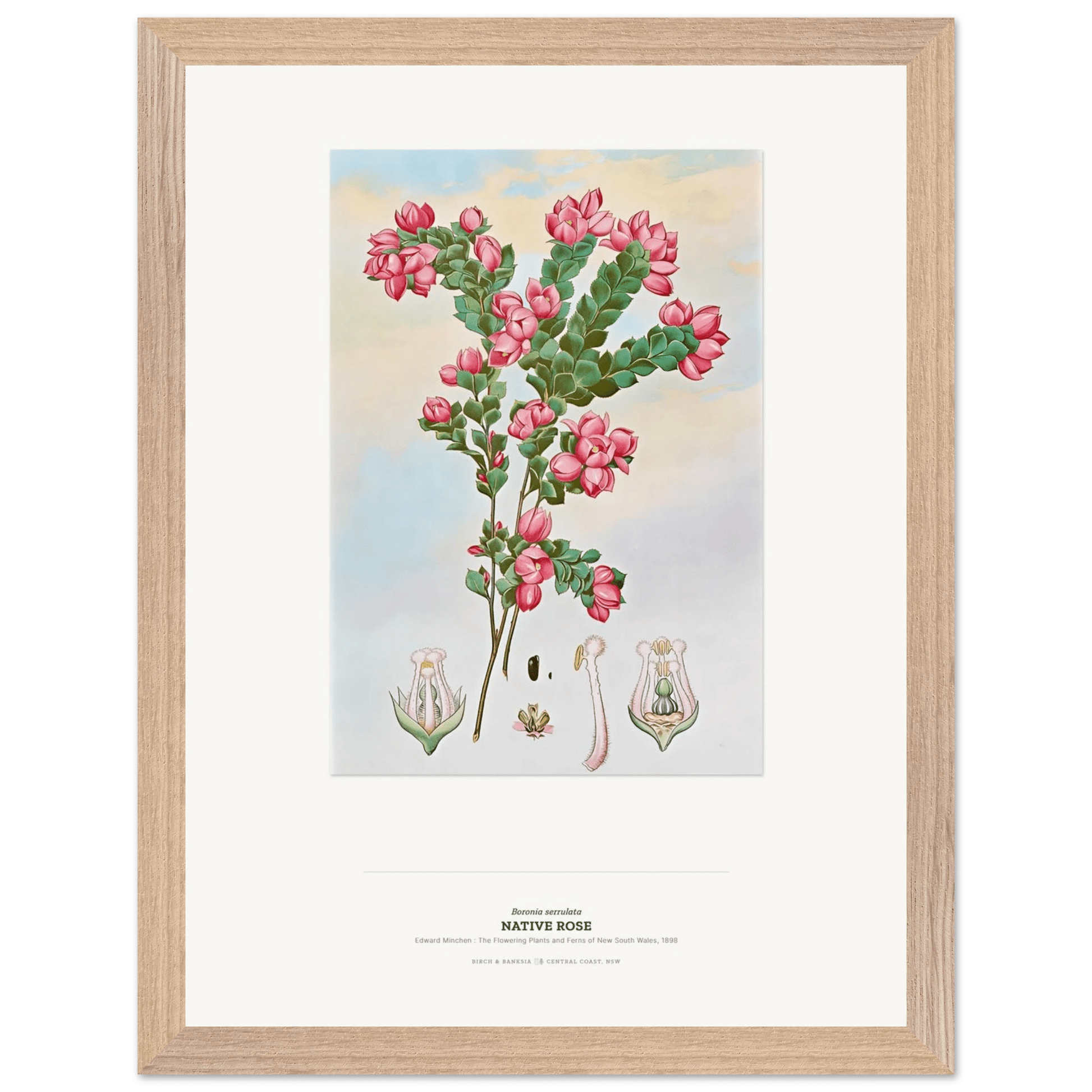 Native Rose Botanical Art Print - Birch & Banksia