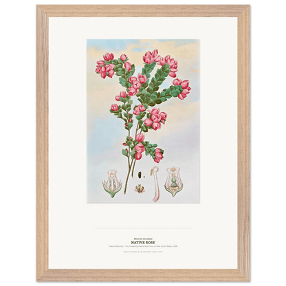 Native Rose Botanical Art Print - Birch & Banksia