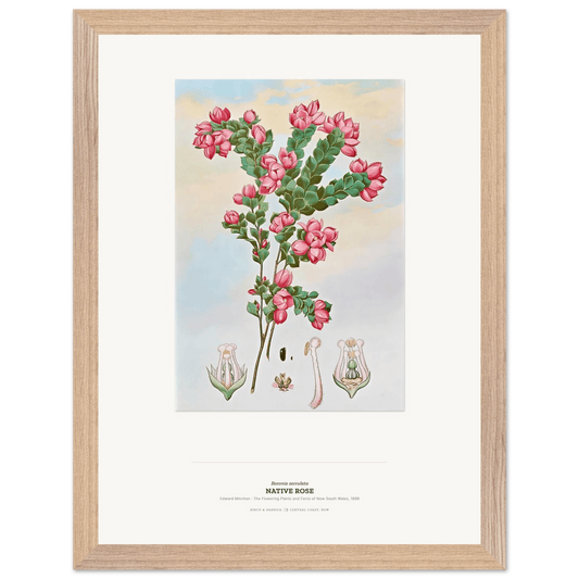 Native Rose Botanical Art Print - Birch & Banksia
