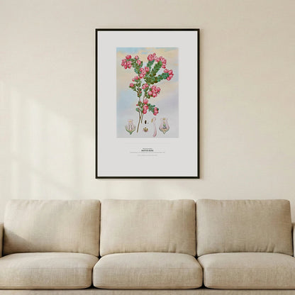 Native Rose Botanical Art Print - Birch & Banksia