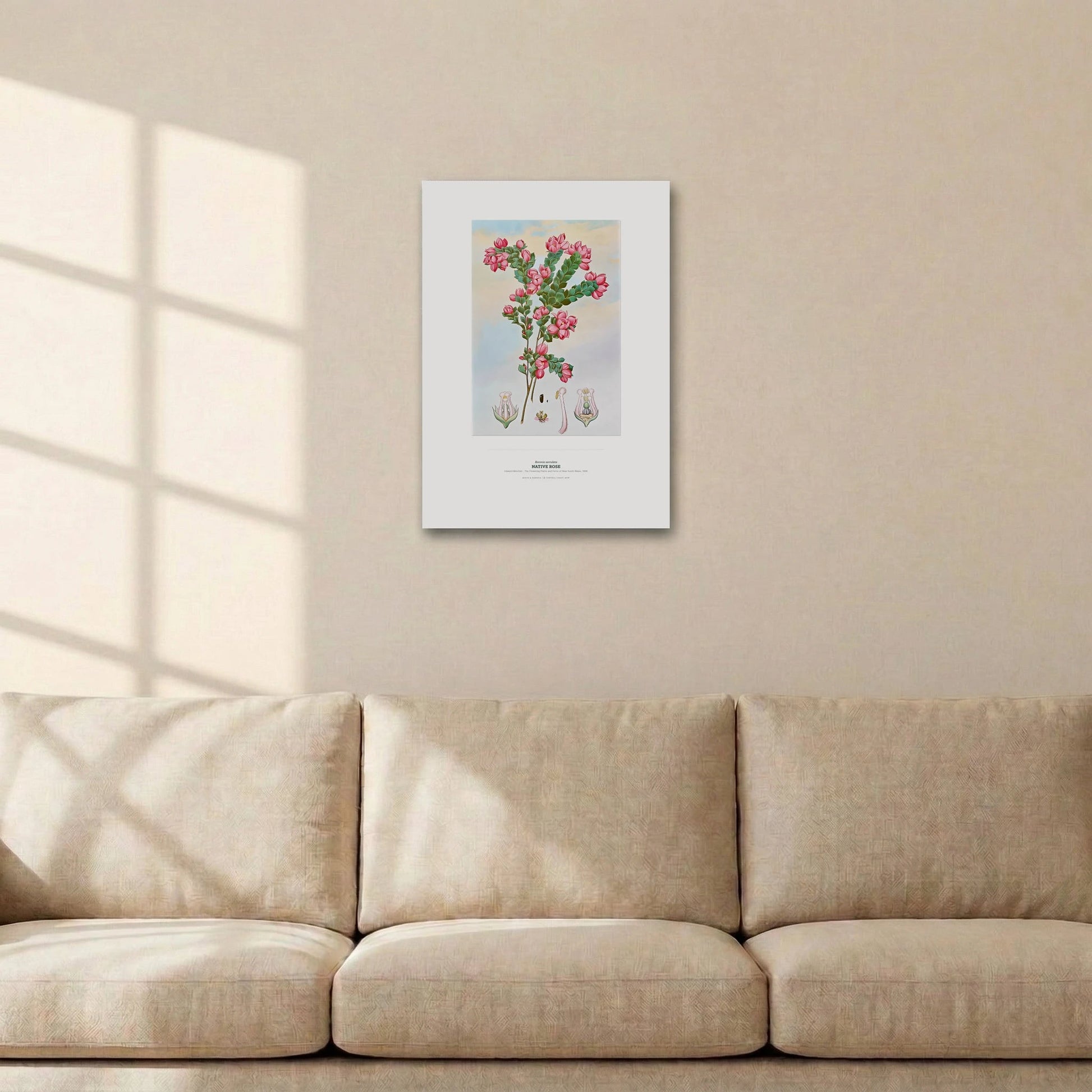 Native Rose Botanical Art Print - Birch & Banksia