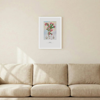 Native Rose Botanical Art Print - Birch & Banksia