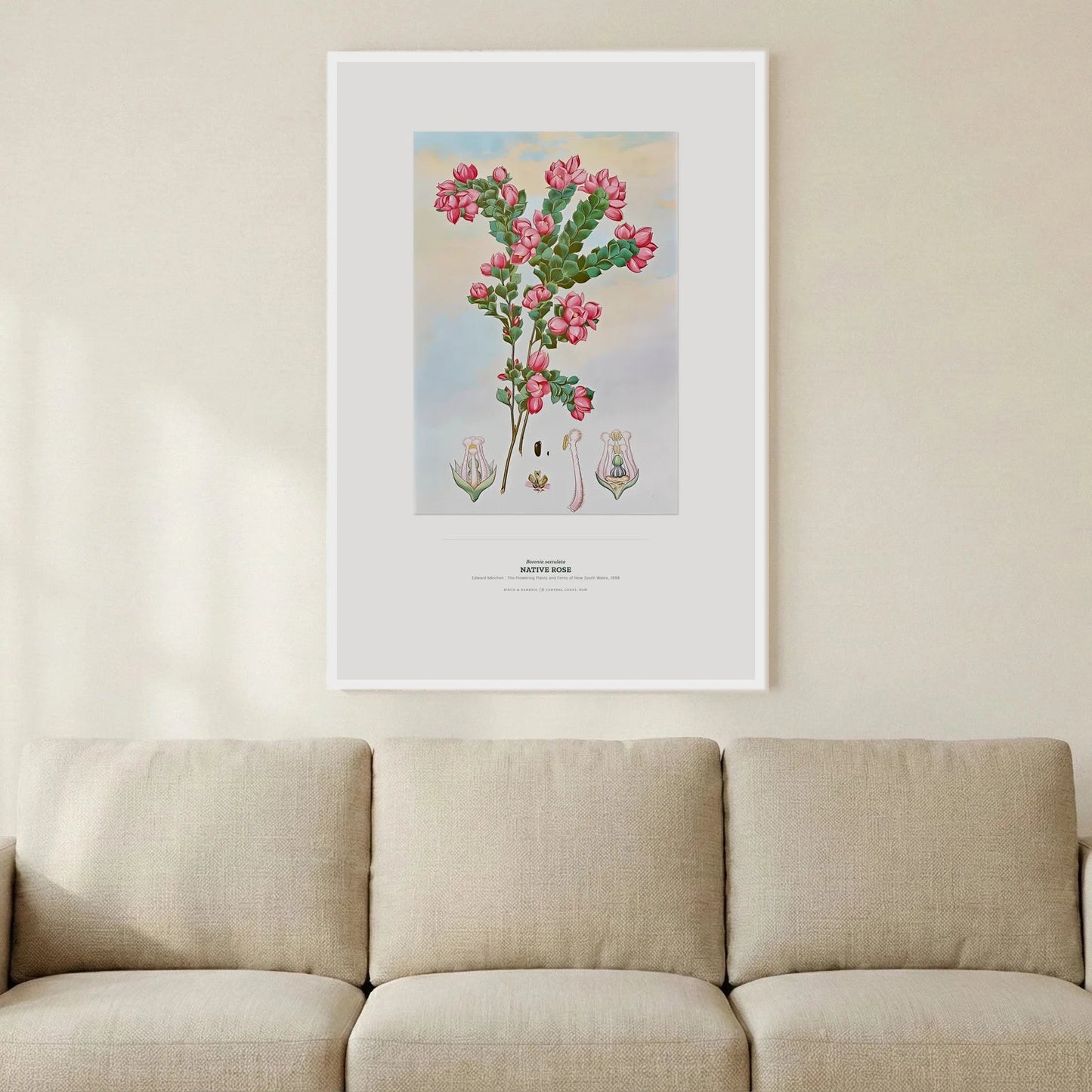 Native Rose Botanical Art Print - Birch & Banksia