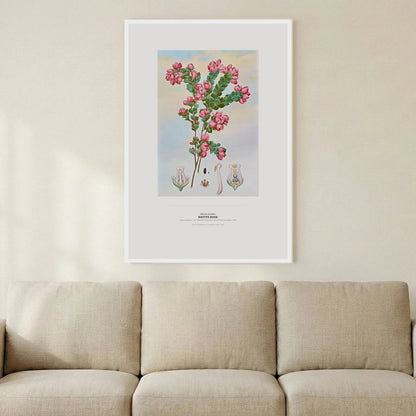 Native Rose Botanical Art Print - Birch & Banksia