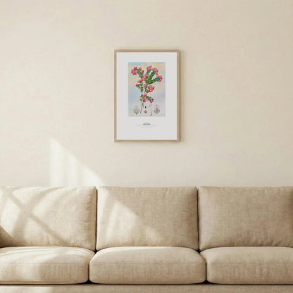 Native Rose Botanical Art Print - Birch & Banksia