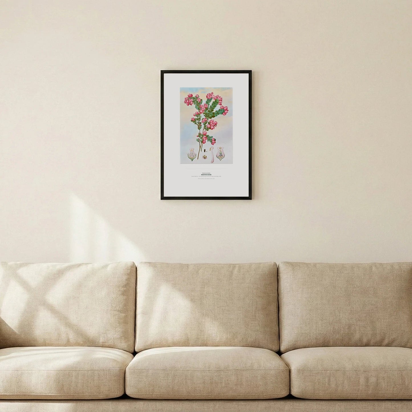 Native Rose Botanical Art Print - Birch & Banksia