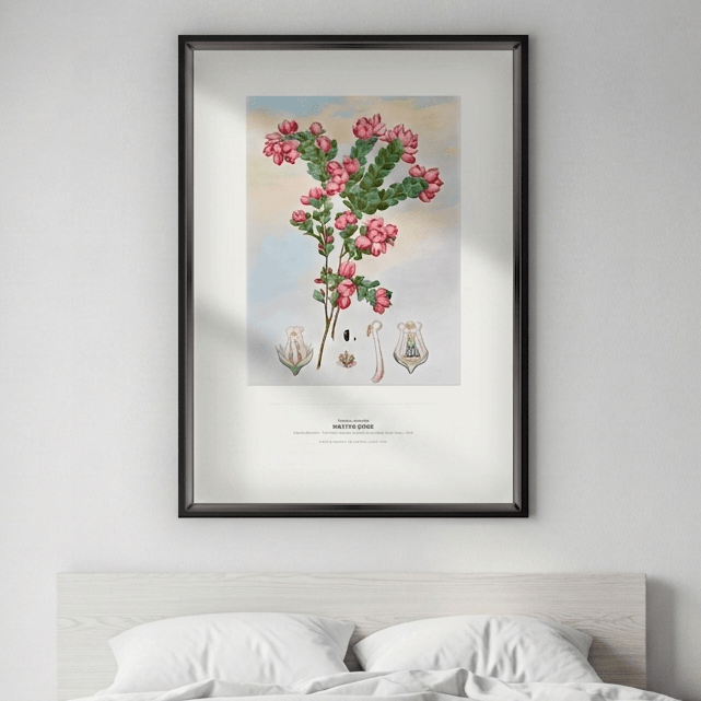 Native Rose Botanical Art Print - Birch & Banksia