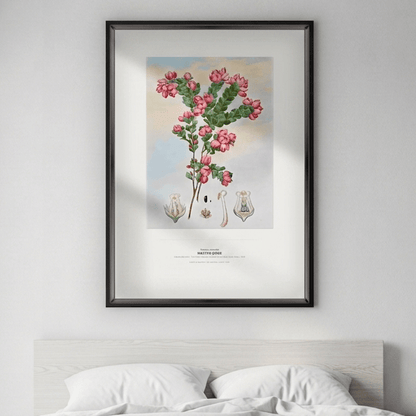 Native Rose Botanical Art Print - Birch & Banksia