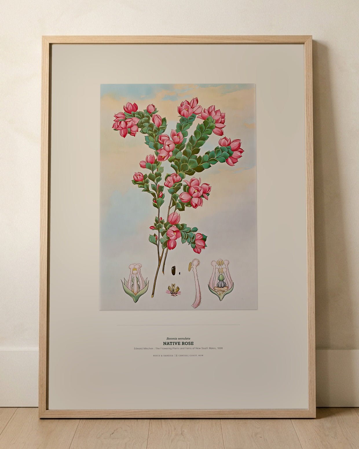 Native Rose Botanical Art Print - Birch & Banksia