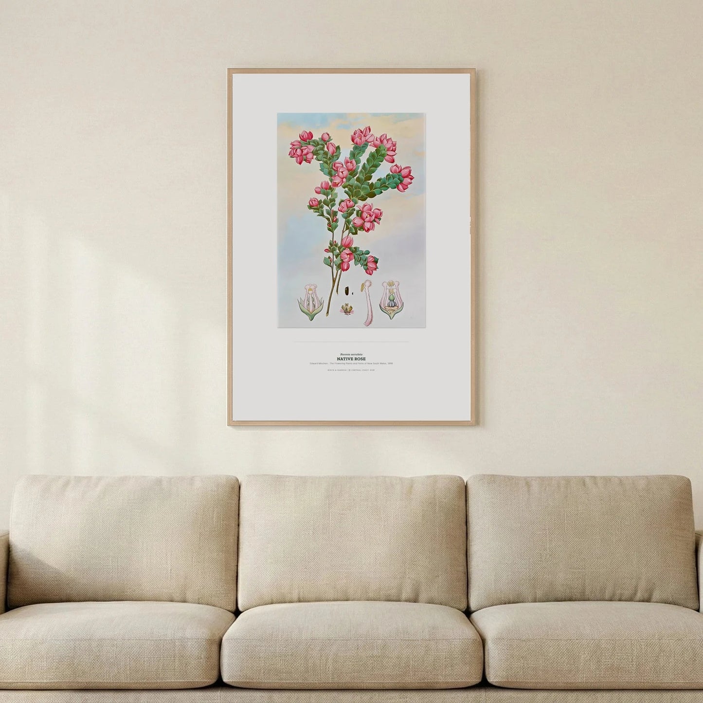 Native Rose Botanical Art Print - Birch & Banksia
