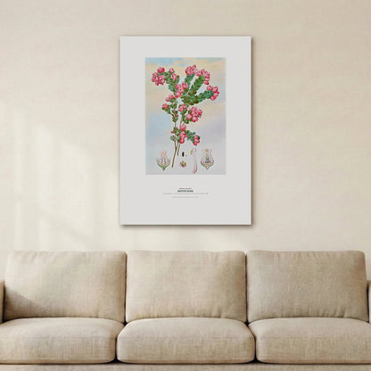 Native Rose Botanical Art Print - Birch & Banksia