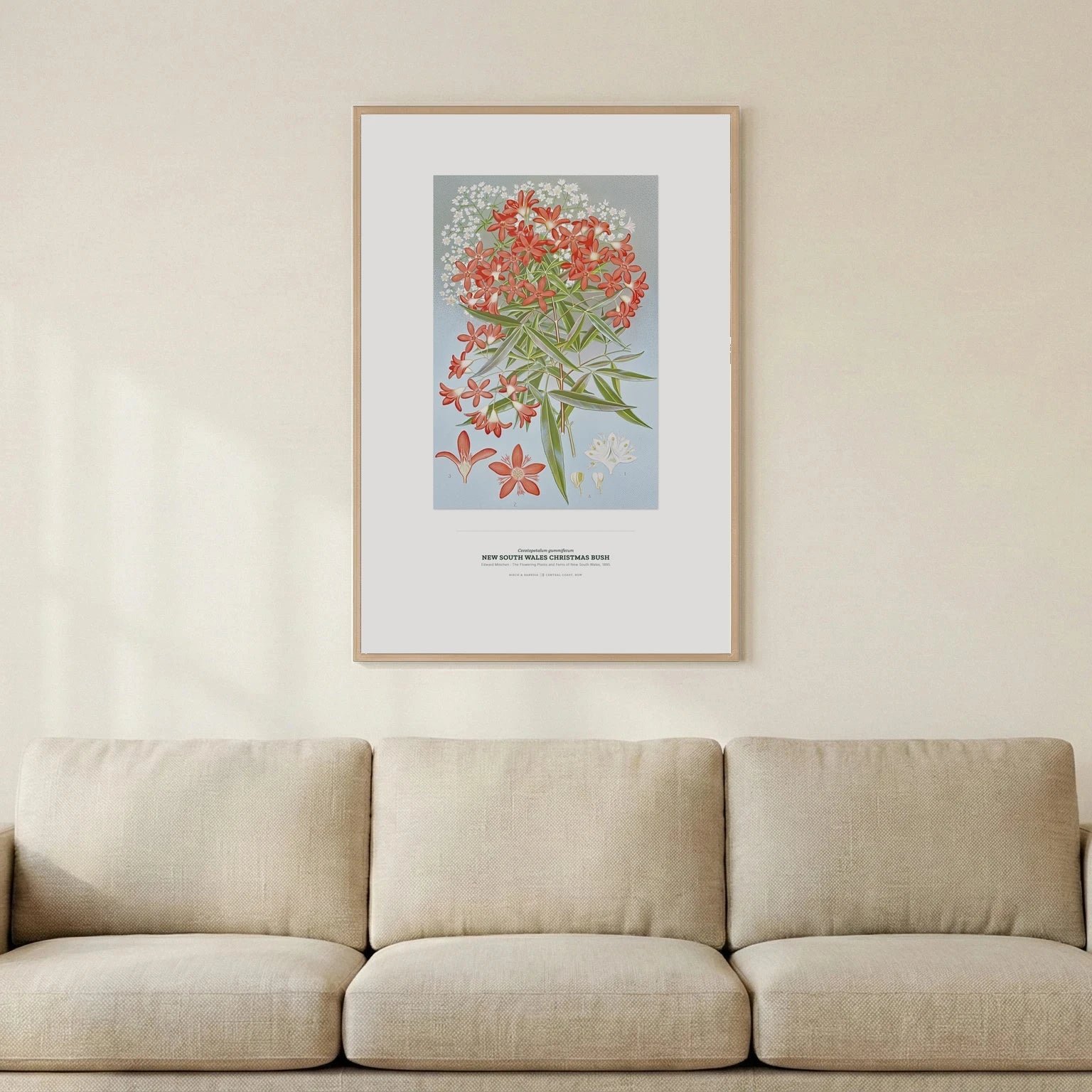 New South Wales Christmas Bush Botanical Art Print - Birch & Banksia