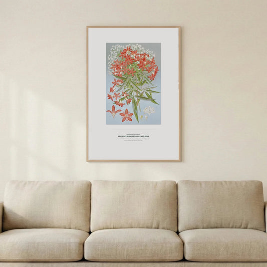 New South Wales Christmas Bush Botanical Art Print - Birch & Banksia