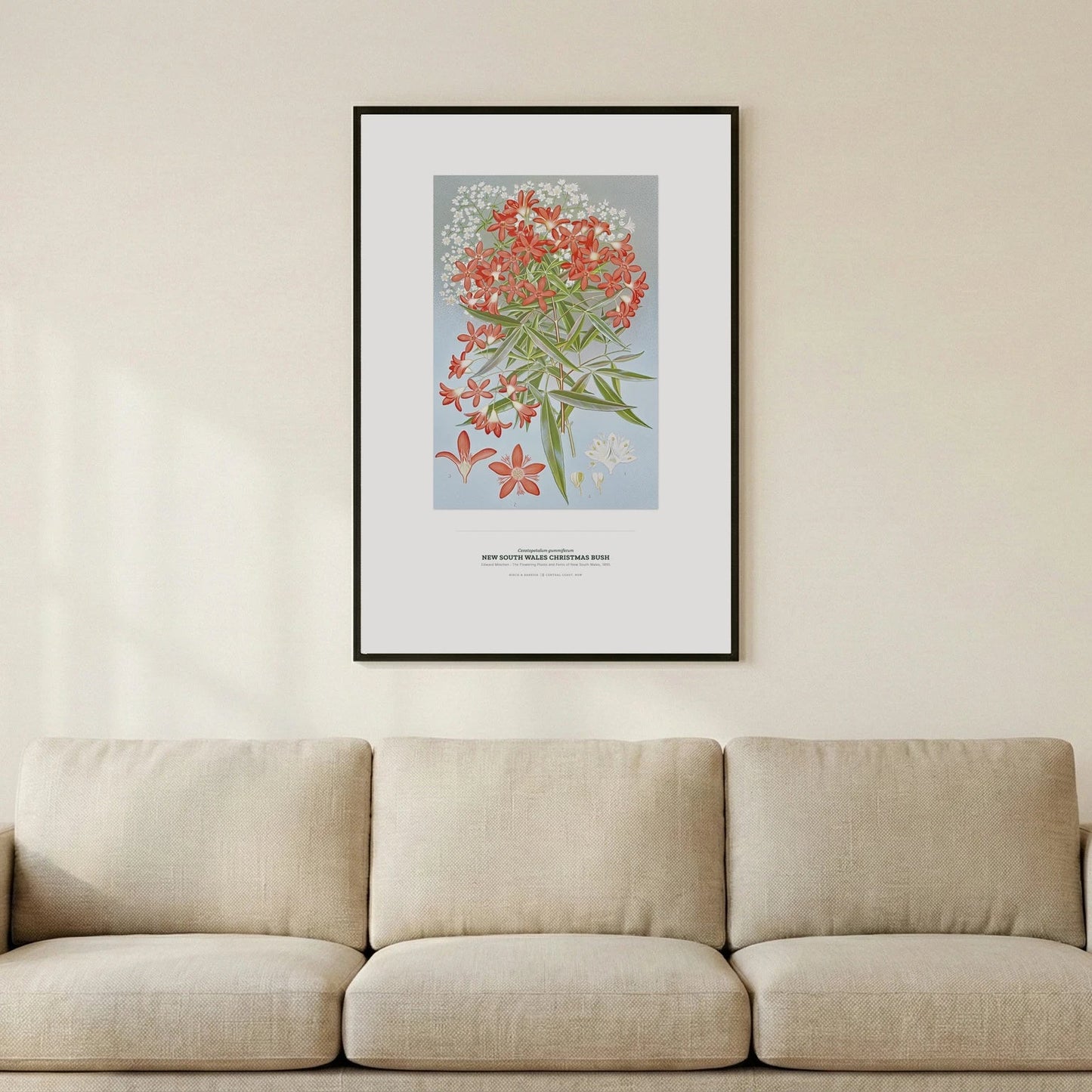 New South Wales Christmas Bush Botanical Art Print - Birch & Banksia