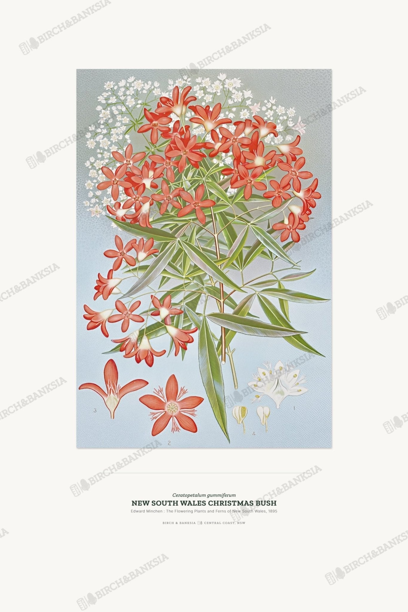 New South Wales Christmas Bush Botanical Art Print - Birch & Banksia