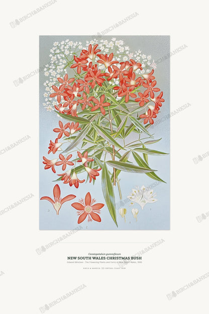 New South Wales Christmas Bush Botanical Art Print - Birch & Banksia