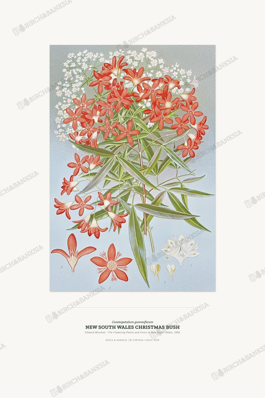 New South Wales Christmas Bush Botanical Art Print - Birch & Banksia