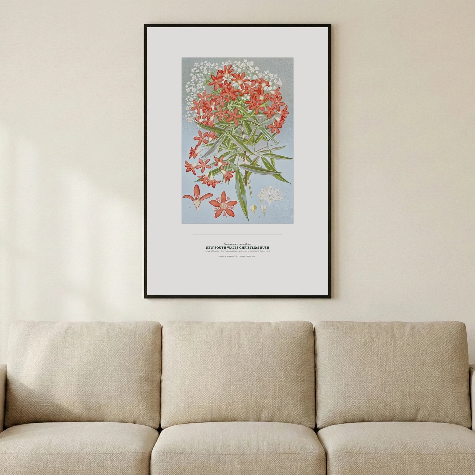 New South Wales Christmas Bush Botanical Art Print - Birch & Banksia