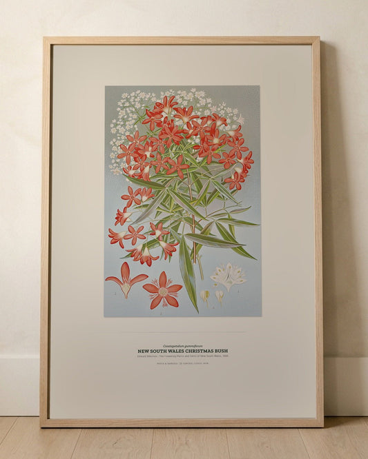 New South Wales Christmas Bush Botanical Art Print - Birch & Banksia