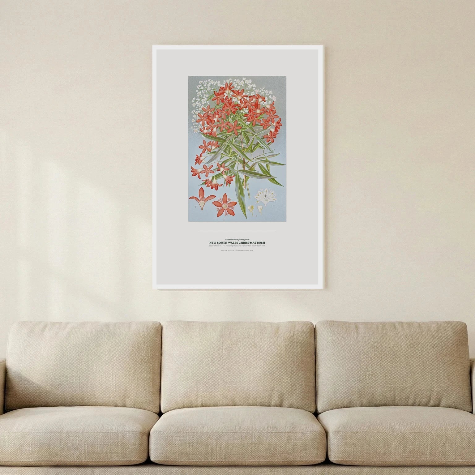 New South Wales Christmas Bush Botanical Art Print - Birch & Banksia
