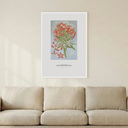 New South Wales Christmas Bush Botanical Art Print - Birch & Banksia