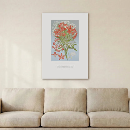 New South Wales Christmas Bush Botanical Art Print - Birch & Banksia