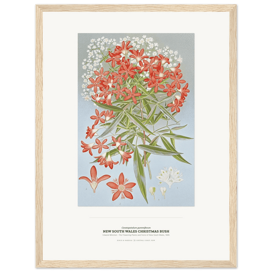 New South Wales Christmas Bush Botanical Art Print - Birch & Banksia