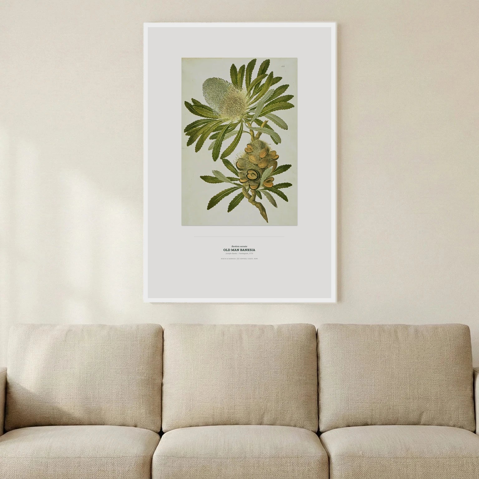 Old Man Banksia Botanical Art Print - Birch & Banksia