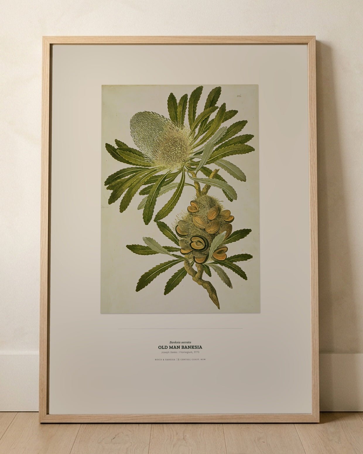 Old Man Banksia Botanical Art Print - Birch & Banksia