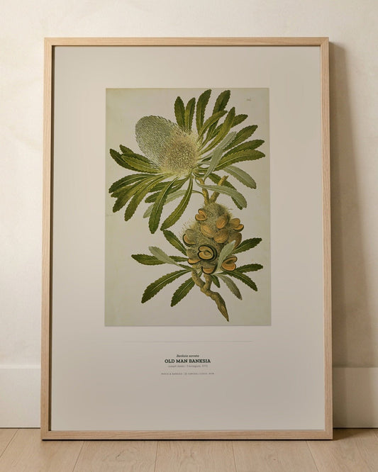 Old Man Banksia Botanical Art Print - Birch & Banksia