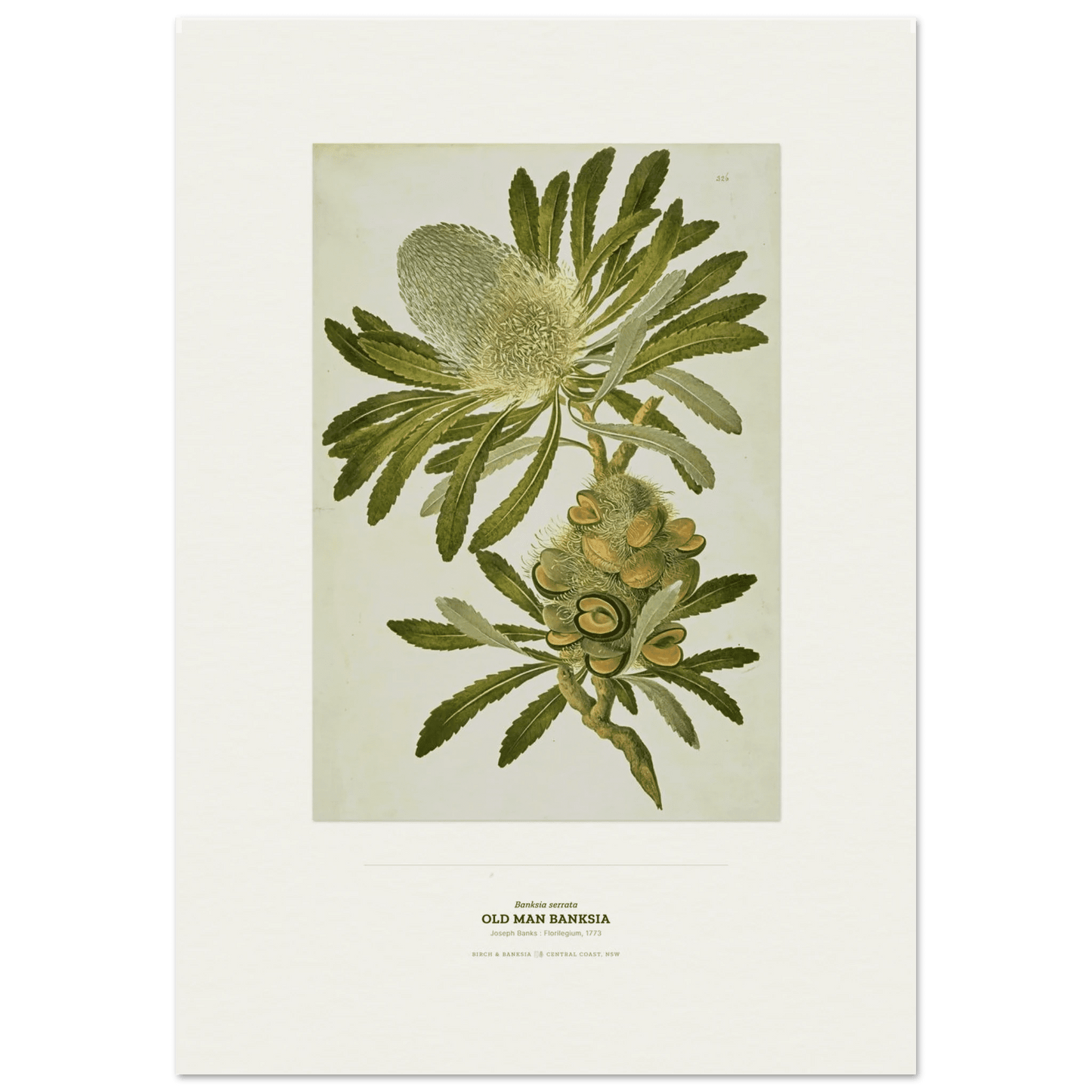 Old Man Banksia Botanical Art Print - Birch & Banksia